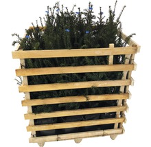 Taxus in houten kist voor tuinontwerp