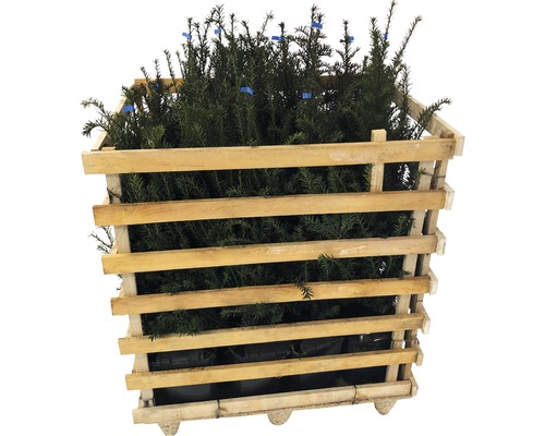 Taxus in houten kist voor tuinontwerp