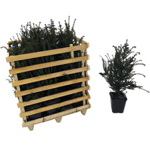 Planten in houten container en een enkele plant in een pot