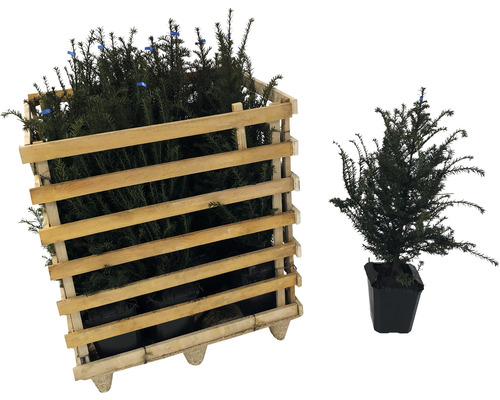 Planten in houten container en een enkele plant in een pot
