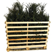 Pallet met taxusplanten voor de tuin