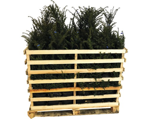 Pallet met taxusplanten voor de tuin