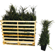 Taxussen in houten palletcontainer en een enkele taxus in pot
