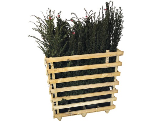 Taxusplanten in een houten pallet