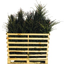 Pallet met groenblijvende taxusplanten voor de tuin