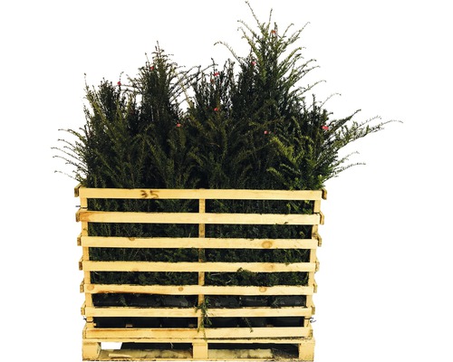 Pallet met groenblijvende taxusplanten voor de tuin