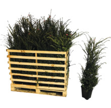 Europese taxussen in houten pallet en individuele pot