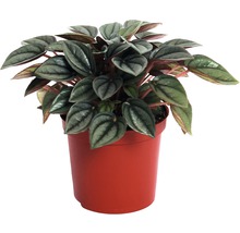 Peperomia caperata plant in pot