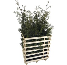 Levende levensboom in houten plantenbak voor buiten