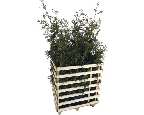 FLORASELF Levensboom Thuja occidentalis 'Brabant' H 125-150 cm 6 st ca. 3 meter haag