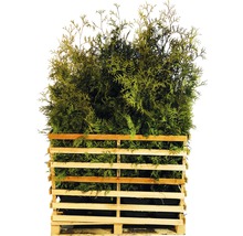 Levensboom in houten kist
