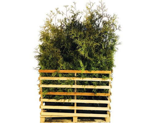 FLORASELF Levensboom Thuja occidentalis 'Brabant' H 125-150 cm 15 st ca. 7,5 meter haag