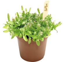 Pot met Rhipsalis planten op een witte achtergrond.