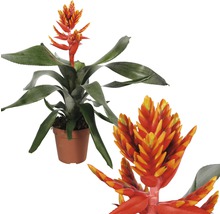 Bromelia in een pot met oranje bloem