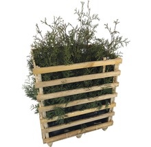 Thuja haag in houten bak