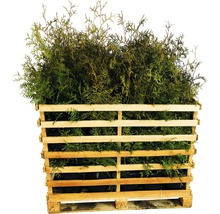 Thuja''s in een houten pallet