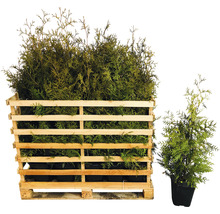 FLORASELF Levensboom Thuja occidentalis 'Brabant' H 80-100 cm 35 st. ca. 14 meter haag