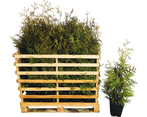 Levensbomen in een houten kist en een pot