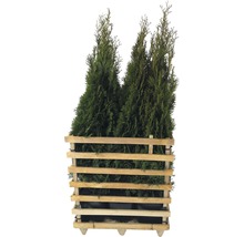 Verschillende Thuja planten in houten container
