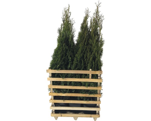 FLORASELF Levensboom Thuja occidentalis 'Smaragd' H 125-150 cm 6 st. ca. 3 meter haag