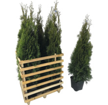 Levensbomen in houten kist en pot