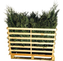 Pallet met Thuja-haagplanten