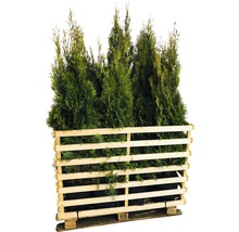 FLORASELF Levensboom Thuja occidentalis 'Smaragd' H 125-150 cm 15 st. ca. 7,5 meter haag