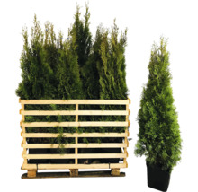 Thuja Smaragd planten in houten container en pot