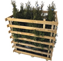 FLORASELF Levensboom Thuja occidentalis 'Smaragd' H 60-80 cm 12 st. ca. 4 meter haag