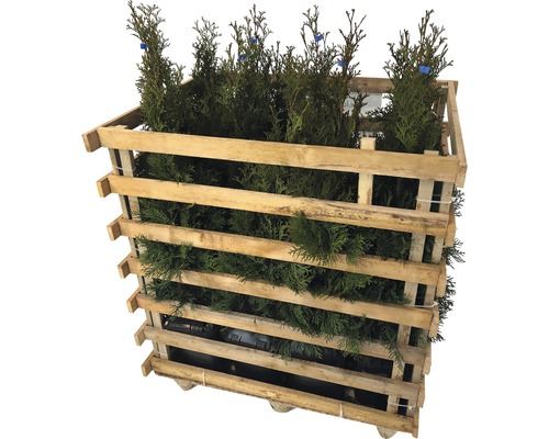 FLORASELF Levensboom Thuja occidentalis 'Smaragd' H 60-80 cm 12 st. ca. 4 meter haag