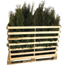 Levensbomen in een houten pallet