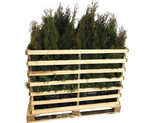 FLORASELF Levensboom Thuja occidentalis 'Smaragd' H 60-80 cm 35 st. ca. 12 meter haag