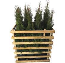 Thuja planten in een houten constructie voor transport