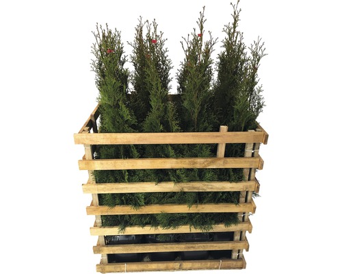 FLORASELF Levensboom Thuja occidentalis 'Smaragd' H 80-100 cm 12 st. ca. 5 meter haag