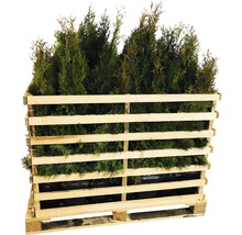 Pallet met Thuja planten