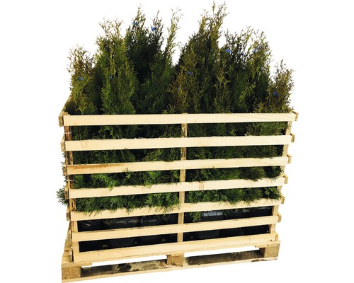 FLORASELF Levensboom Thuja occidentalis 'Smaragd' H 80-100 cm 35 st. ca. 14 meter haag