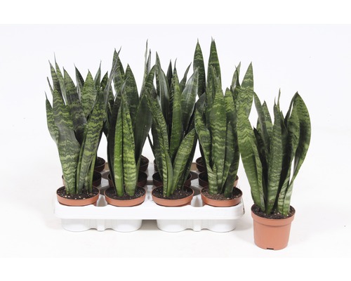Meerdere Sansevieria planten in potten op een dienblad