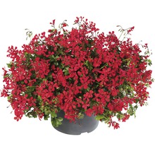 Geranium in een pot met rode bloemen
