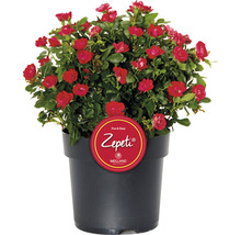 Mini-roos in pot met rode bloemen