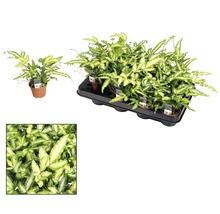 Pot met zilverbladvaren en bak met zilverbladvarenplanten