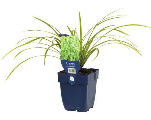 Carex Ice Dance siergras in pot