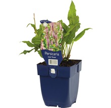 Duizendknoop Rosea plant in pot