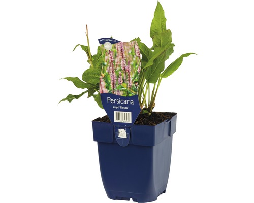 Duizendknoop Rosea plant in pot