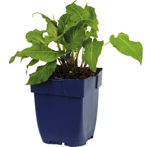 Zuring plant in een pot