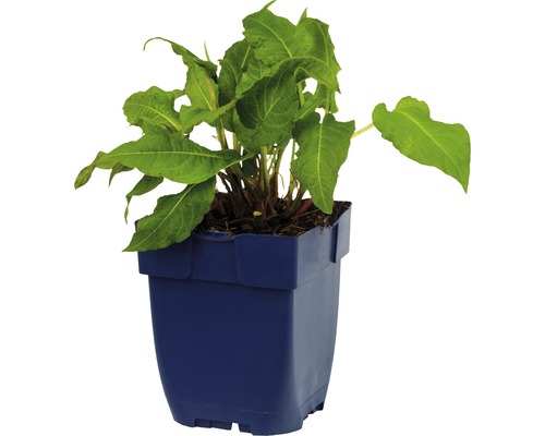 Zuring plant in een pot