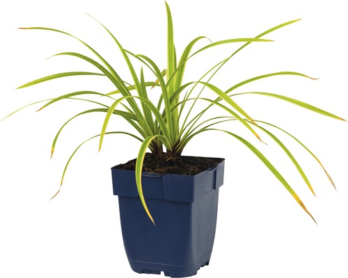 Graslelie in pot voor binnen