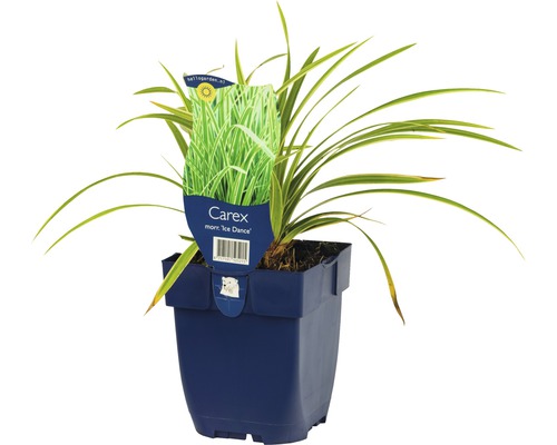 Japanse zegge ''Ice Dance'' in pot