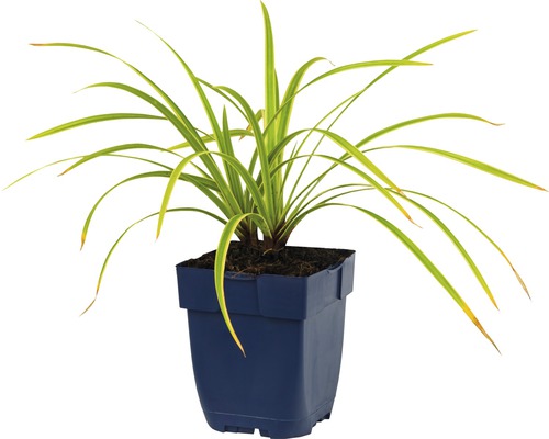 Kamerplant in pot met groene, lange bladeren