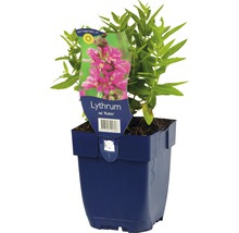 Kattestaart ''Robin'' in een pot