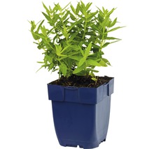 Guldenroede in pot